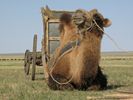 Transportation Option 2 (Camel)