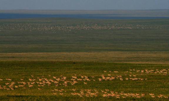 Gazelle Herd